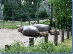 0262 Alberta Calgary - Calgary Zoo Destination Africa - African Savannah - Hippopotamus