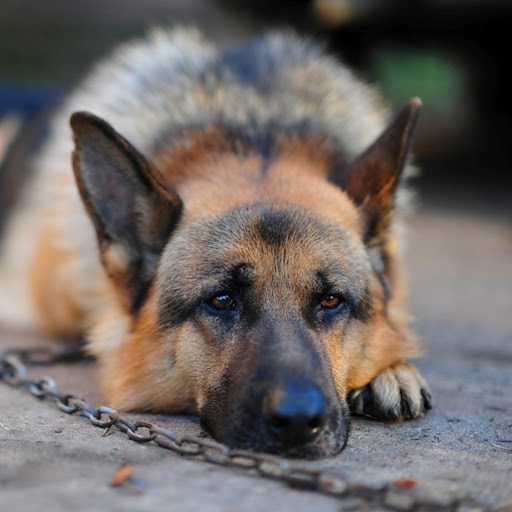 Hd-185602-ascw185602