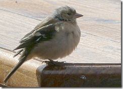 chaffinch youngster