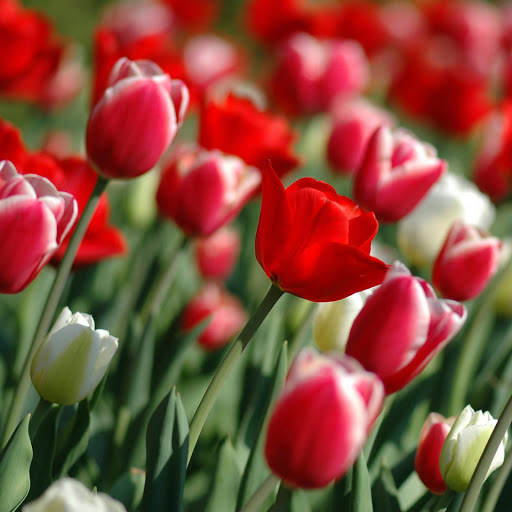 Hd-168728-ascw168728