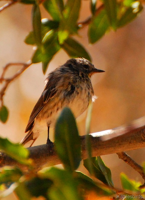 4. Yellow-rump-kab