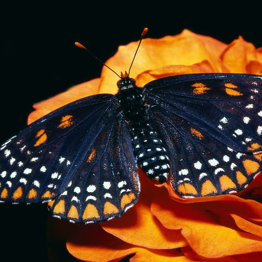 Hd-138015-ascw138015