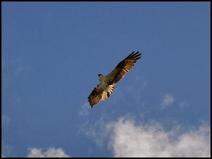 17h - Osprey overhead (1)