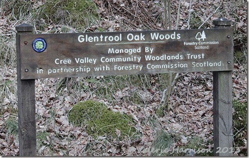 13-glentrool-oak-woods