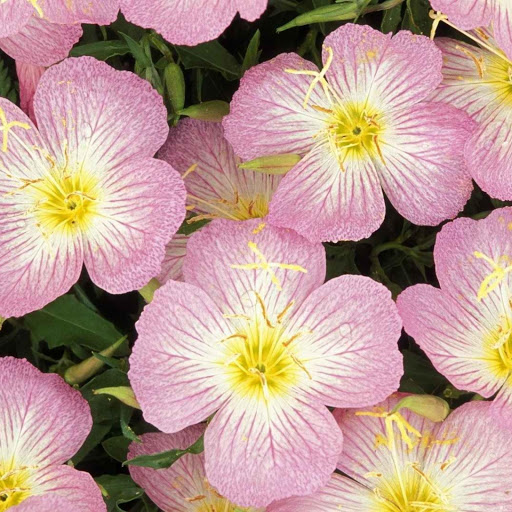 Hd-157383-ascw157383