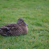 pentax_ks2_32.jpg