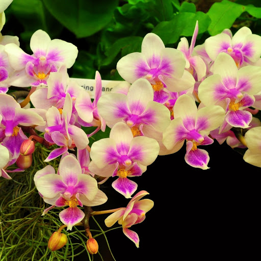 Hd-161880-ascw161880