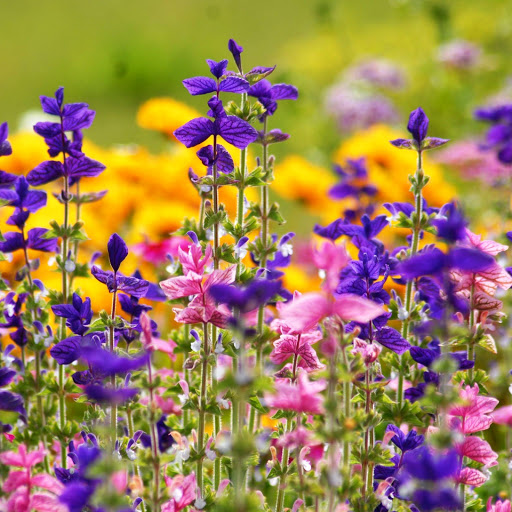 Hd-145906-ascw145906