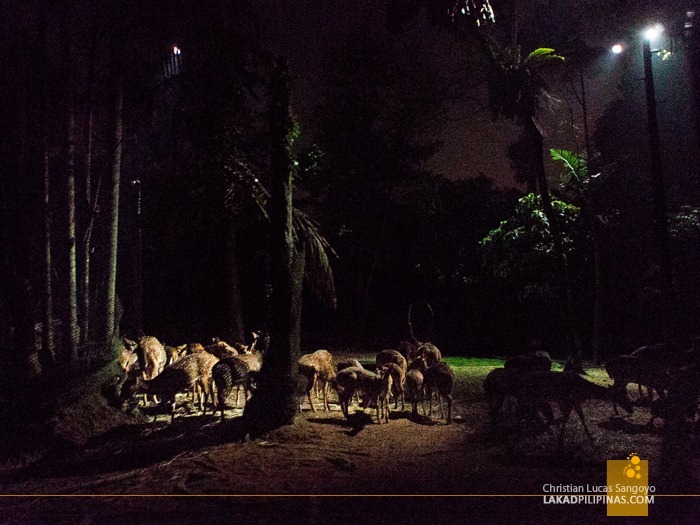 A Group of Deers at Singapore's Night Safari