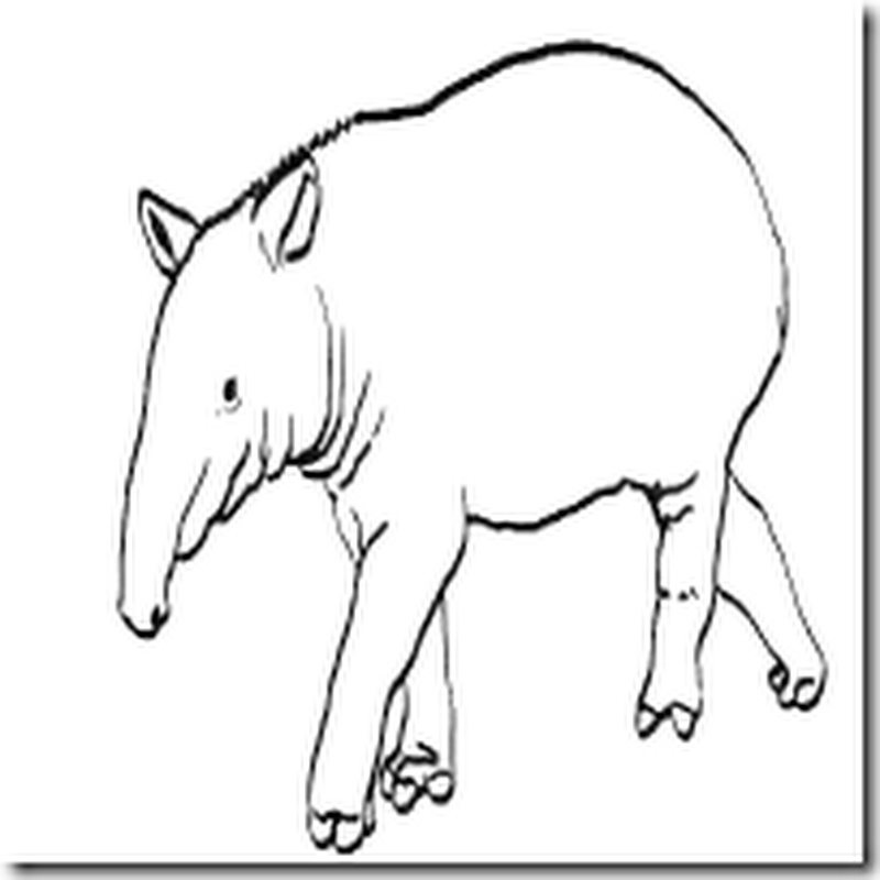 Dibujos de Tapir para colorear