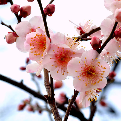 Hd-165854-ascw165854