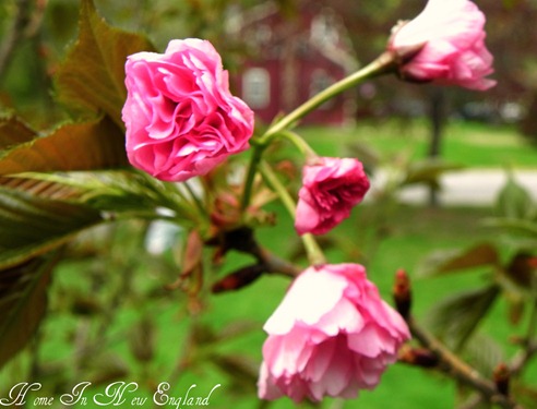 flowers pink