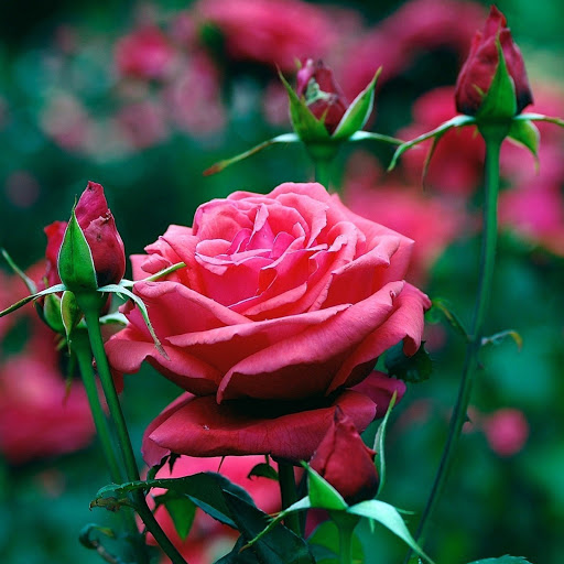 Hd-171414-ascw171414