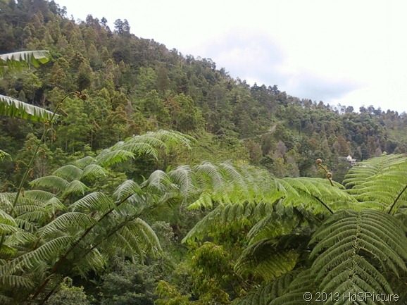 hutan hujan tropis