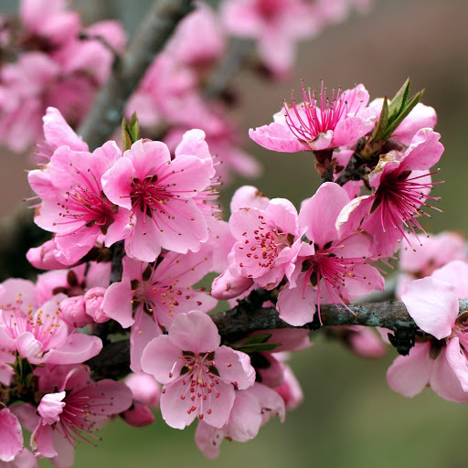 Hd-173721-ascw173721