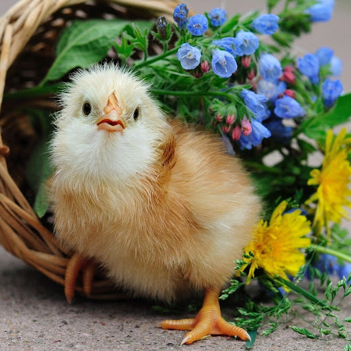 Hd-178008-ascw178008