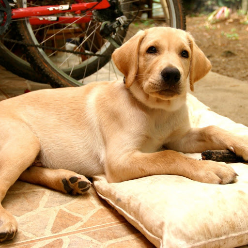 Hd-155009-ascw155009