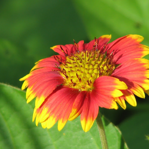 Hd-165851-ascw165851