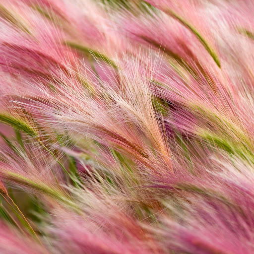 Hd-136415-ascw136415