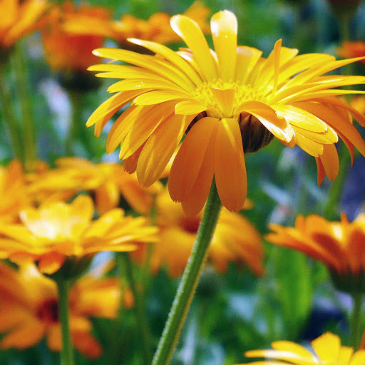 Hd-170668-ascw170668