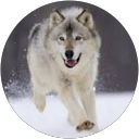 Image Google de ingrid lecointre