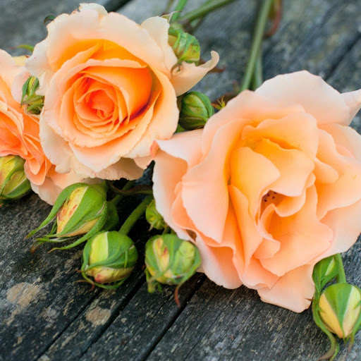 Hd-161096-ascw161096