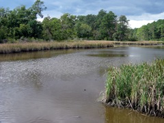 Jamestown Marsh