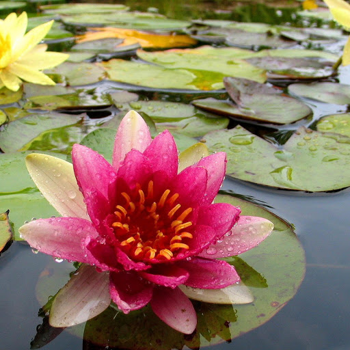 Hd-170202-ascw170202