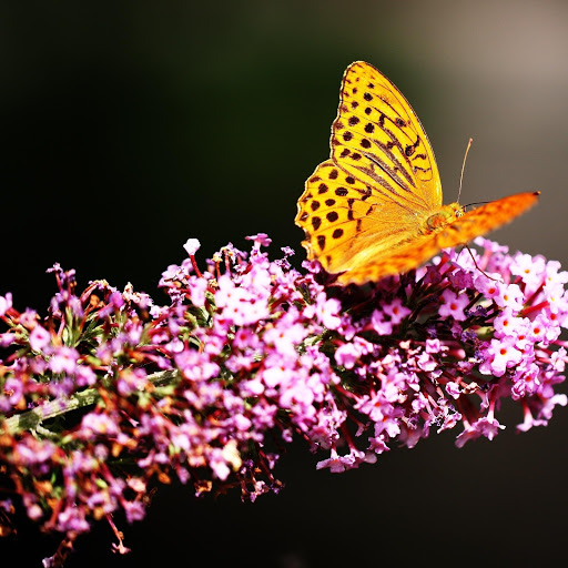 Hd-158414-ascw158414