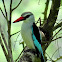 Woodland Kingfisher