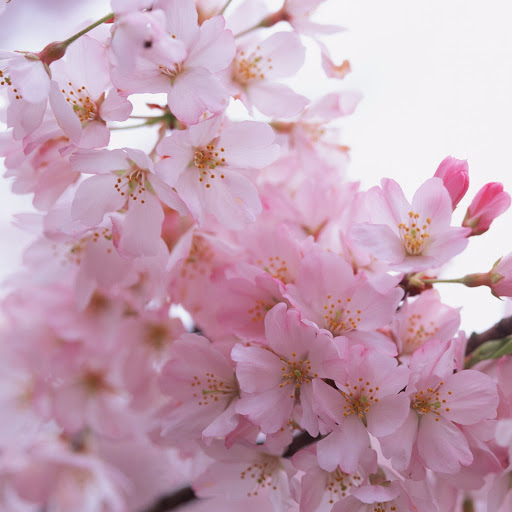 Hd-146539-ascw146539