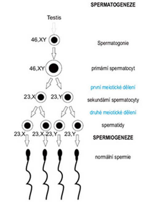 Penjelasan proses spermatogenesis - Kumpulan Artikel Biologi