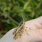 Calliptamus grasshopper