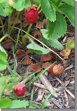 strawberries_thumb[1]