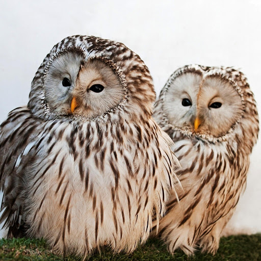 Hd-148369-ascw148369