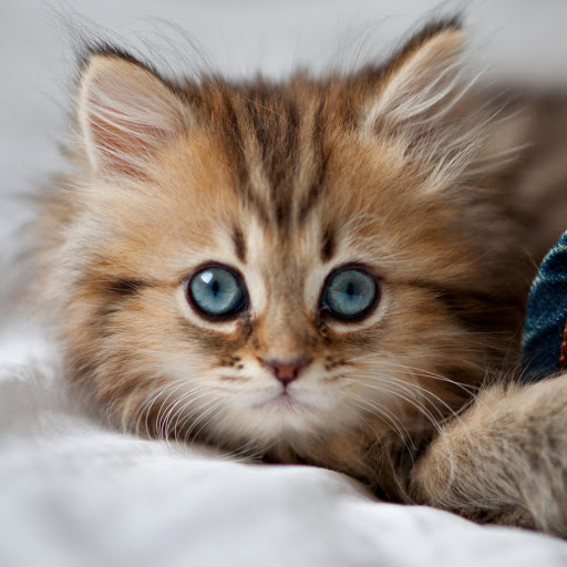 Hd-177261-ascw177261