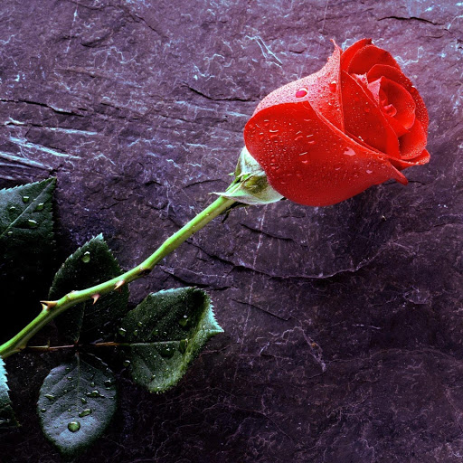 Hd-160788-ascw160788