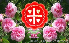 DSC07386 (1) Rosa rosor blommor. Med amorism logotyp röd blomma