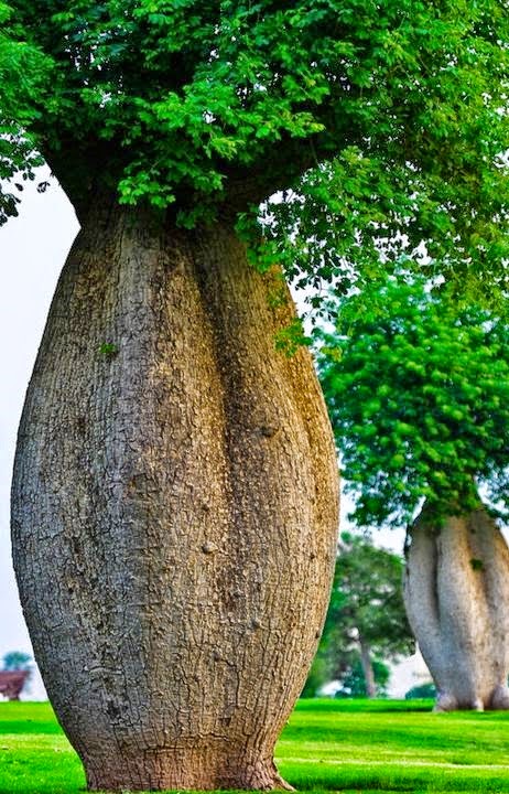 In Nature and Peace, I seek solace: The Toborochi Tree The toborochi ...