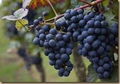 red grapes