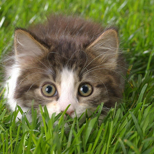 Hd-181244-ascw181244