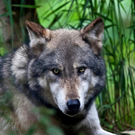 Hd-181099-ascw181099