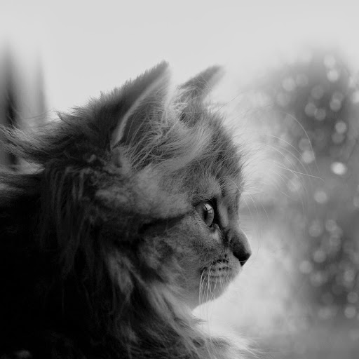 Hd-137951-ascw137951