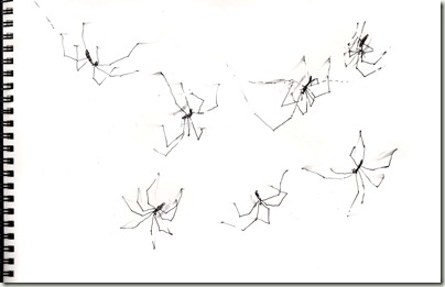 daddy long legs spiders pl