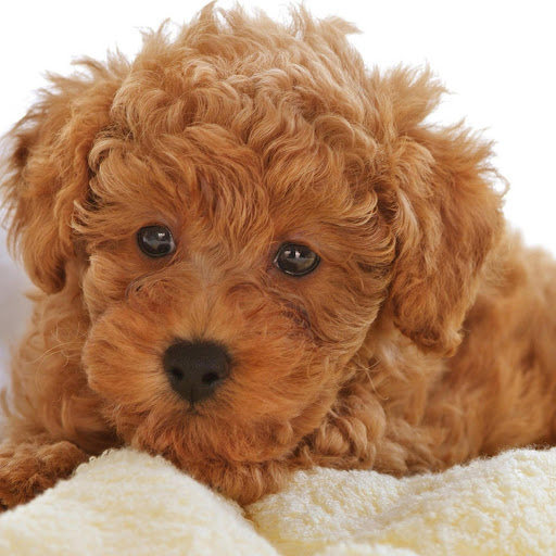 Hd-170503-ascw170503