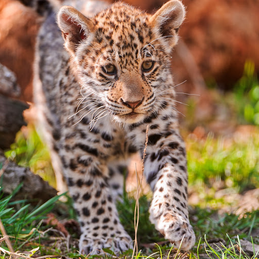 Hd-161433-ascw161433