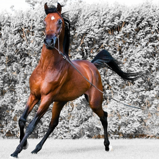 Hd-178631-ascw178631