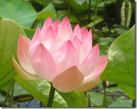 1663153-Lotus-Flower-0