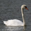 Mute Swan; Cisne Real