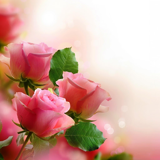 Hd-145905-ascw145905